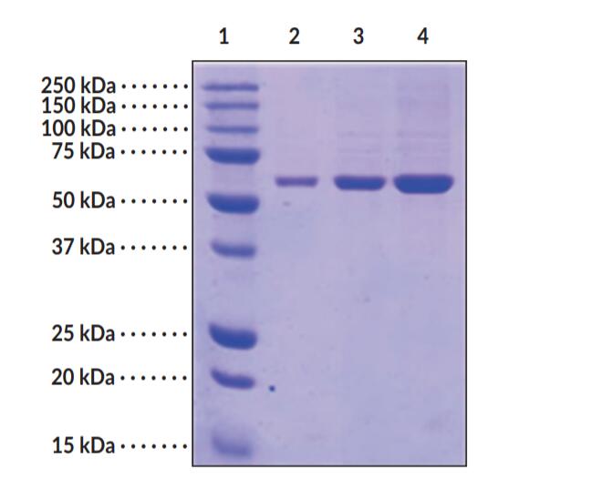 Lane 1: MW Markers; Lane 2: PTEN (2 μg); Lane 3: PTEN (5 μg); Lane 4: PTEN (10 μg). Representative gel image shown; actual purity may vary between each batch.